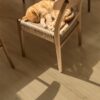 Quick Step Bloom Brushed Oak Beige LVT flooring installed on a dining room floor, with a dining table and chairs, and a red cat sleeping on a chair.